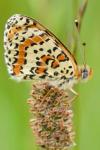 Melitaea didyma