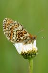 Melitaea parthenoides