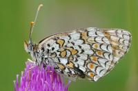 Melitaea phoebe