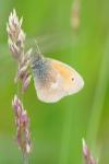 Coenonympha pamphilus