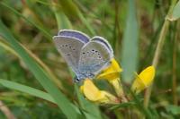 Cyaniris semiargus