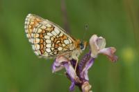 Melitaea parthenoides
