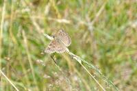 Erynnis tages