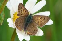 Lycaena tityrus