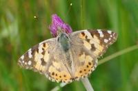 Vanessa cardui
