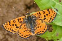 Melitaea didyma