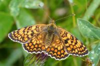 Melitaea phoebe