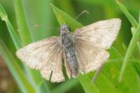 Erynnis tages