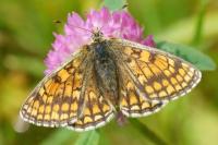 Melitaea parthenoides