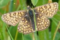 Melitaea cinxia