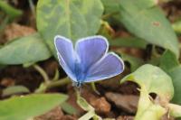 Polyommatus icarus