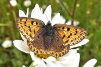 Lycaena tityrus