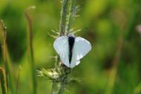 Pieris rapae