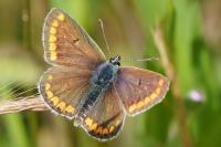 Aricia agestis