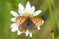 Lycaena tityrus