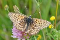 Melitaea cinxia