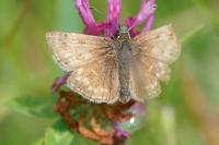 Erynnis tages