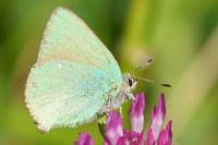 Callophrys rubi