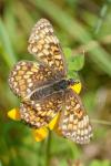 Melitaea phoebe