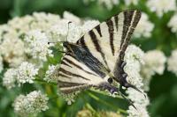 Iphiclides podalirius