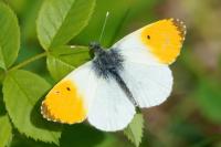 Anthocharis cardamines