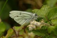 Aporia crataegi