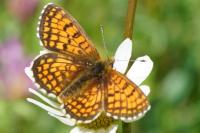 Melitaea parthenoides