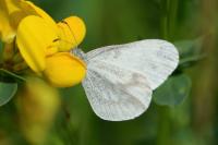 Leptidea sinapis