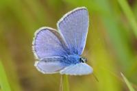 Polyommatus icarus