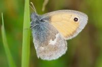 Coenonympha pamphilus