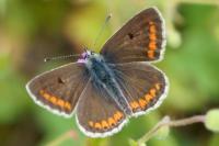 Aricia agestis