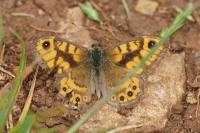 Lasiommata megera