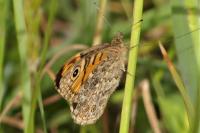 Lasiommata megera