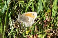 Coenonympha pamphilus