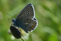 Polyommatus icarus