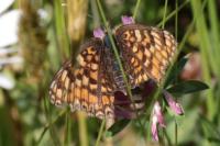 Melitaea phoebe