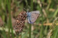Cyaniris semiargus