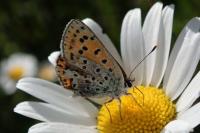 Lycaena tityrus