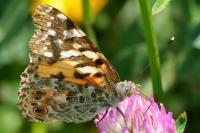 Vanessa cardui