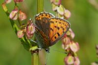 Lycaena tityrus