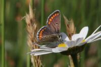 Aricia agestis