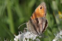 Coenonympha pamphilus