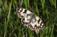 Melanargia galathea