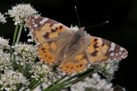 Vanessa cardui