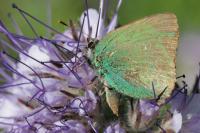 Callophrys rubi