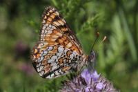 Melitaea phoebe