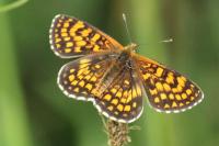 Melitaea athalia