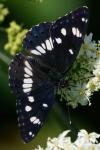 Limenitis reducta