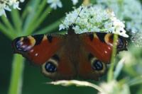 Aglais io