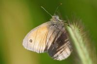 Coenonympha pamphilus